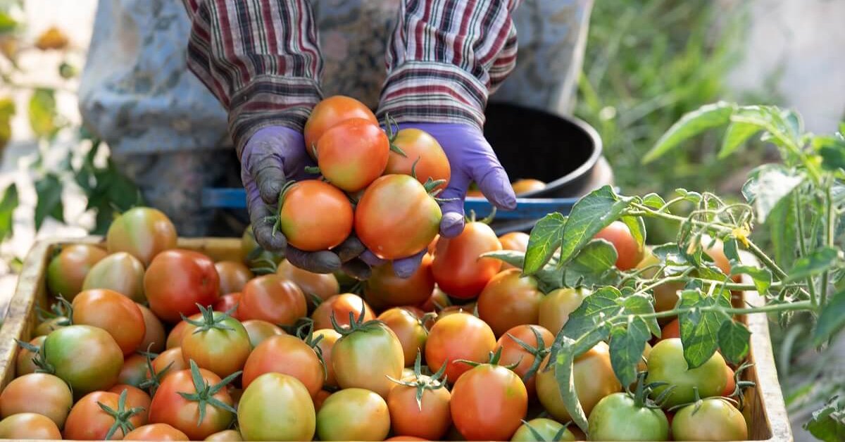 Обработка томатов бордосской жидкостью в теплице во время плодоношения